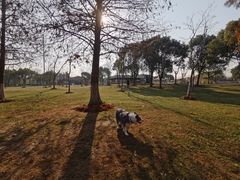 -上海海湾国家森林公园