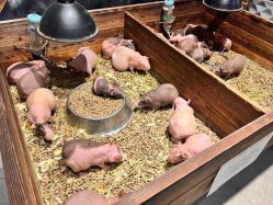 -酷嗒动物文化乐园(cutezoo西溪乐天城店)