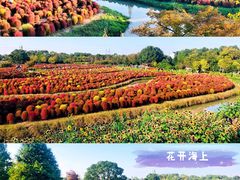 -花开海上生态园