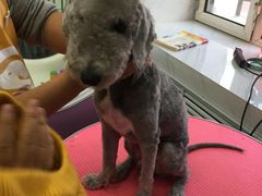 -瑞派宠物医院·24小时骨科·心脏·核磁(哈尔滨南岗店)