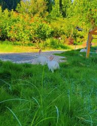 -雪绒花月子会所(祥盛店)