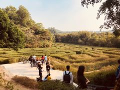 -大屏嶂森林公园