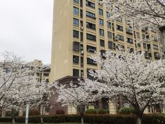 -高东镇樱花园