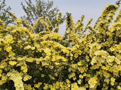 -永定河休闲森林公园