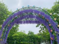 -嘉定紫藤园