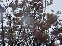 -天适樱花悠乐园