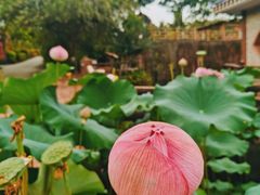 -广州莲花山旅游区