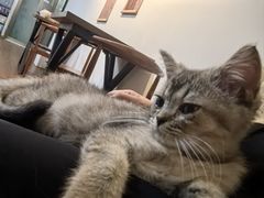 -楼上猫咖(罗湖店)