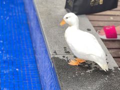 -上海崇明金茂凯悦酒店
