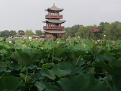 -白洋淀景区