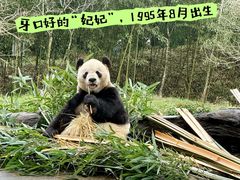 -都江堰中华大熊猫苑