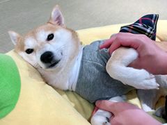 -逗柴咖啡屋·狗咖猫咖宠物桌游