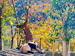 -卧龙中华大熊猫苑神树坪基地