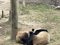 -都江堰中华大熊猫苑