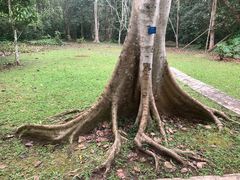 -中国科学院西双版纳热带植物园