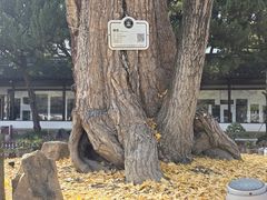 -苏州文庙(姑苏区)