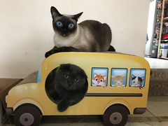 -北京观赏动物医院·24小时大型综合·猫专科·异宠专科