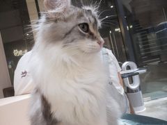 -瞄一喵猫咖(格力海岸店)