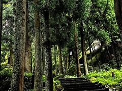 -大围山国家森林公园