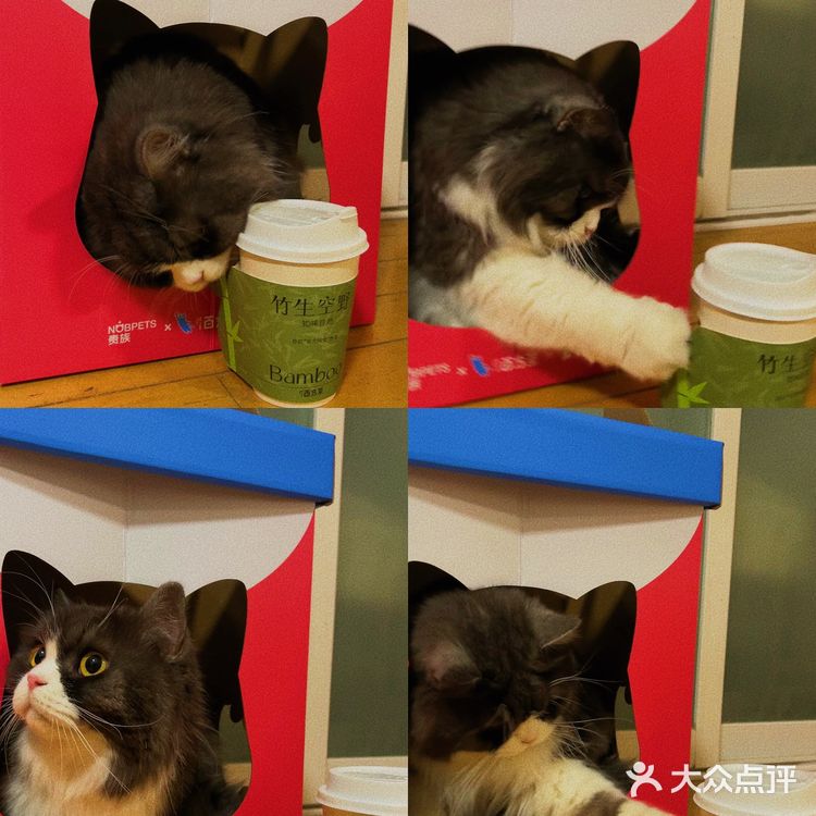 圈粉了买杯百分茶就能为猫主子喜提新窝‼️ 