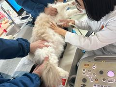 -美美宠物诊疗中心·异宠·骨科(滨江东信分院)
