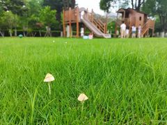 -上海松江区迪笙幼儿园