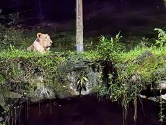 -夜间野生动物园