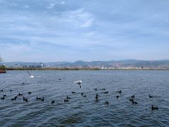 -西昌邛海湿地