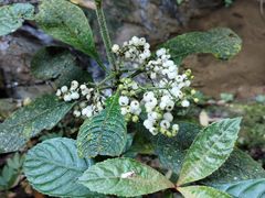 -西双版纳原始森林公园