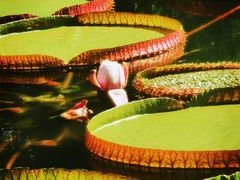 -国家植物园南园