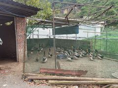 -乡村人家私房菜(250省道店)