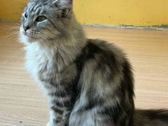 -喵小馆·猫咖狗咖猪咖·饮品店