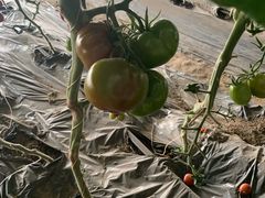 -杨柳青园艺科技博览园