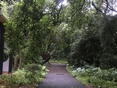 -南宁良凤江国家森林公园