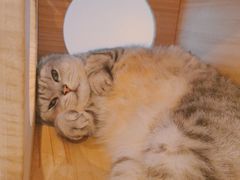 -猫咪派对(江南西店)