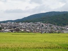 -蔺大妈松花糕