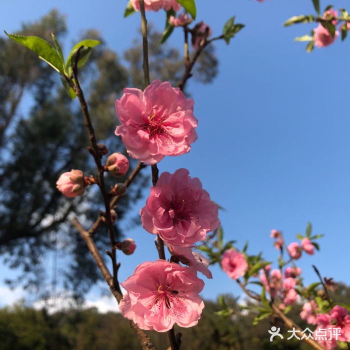 南国桃园旅游度假区图片