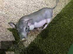 -酷嗒动物文化乐园(cutezoo西溪乐天城店)