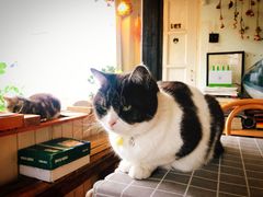 -海边的猫和咖啡馆