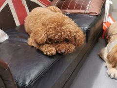 -喵汪萌宠屋旗舰店.洗澡美容.猫狗基地