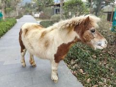 -佛冈森波拉度假区