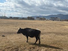 -香格里拉大峡谷巴拉格宗国家级风景名胜区丽江中旅旅游质量服务点