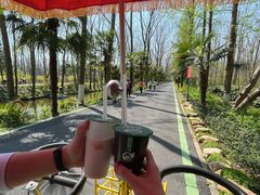 -合肥滨湖国家森林公园