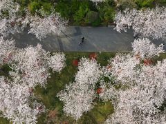 -顾村公园