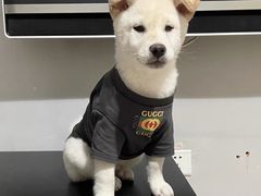 -萌宠之家·腊肠犬·马尔泰·小体犬舍