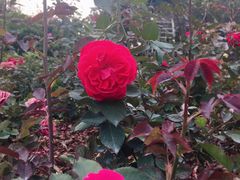 景点-人民公园(罗湖区)