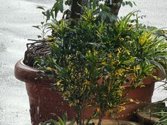 -阿坤纯正西刀鱼丸(Kuala Lumpur Branch)