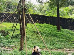 -都江堰中华大熊猫苑