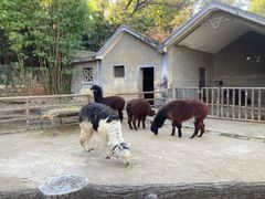 -昆明动物园