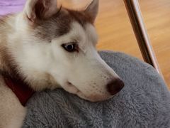 -Husky Go! 哈士奇体验馆·宠物咖啡厅狗咖